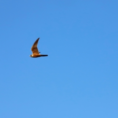 Falco longipennis (Australian Hobby) at Molonglo River Reserve - 30 Mar 2024 by JimL