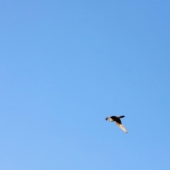 Falco longipennis at Molonglo River Reserve - 31 Mar 2024 08:44 AM