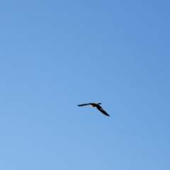 Falco longipennis at Molonglo River Reserve - 31 Mar 2024 08:44 AM