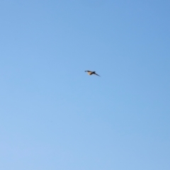 Falco longipennis at Molonglo River Reserve - 31 Mar 2024 08:44 AM