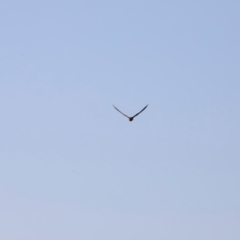 Falco longipennis at Molonglo River Reserve - 31 Mar 2024 08:44 AM