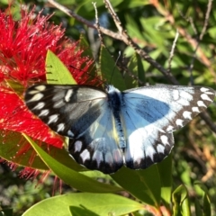 Delias aganippe (Spotted Jezebel) at Wandiyali-Environa Conservation Area - 30 Mar 2024 by Wandiyali