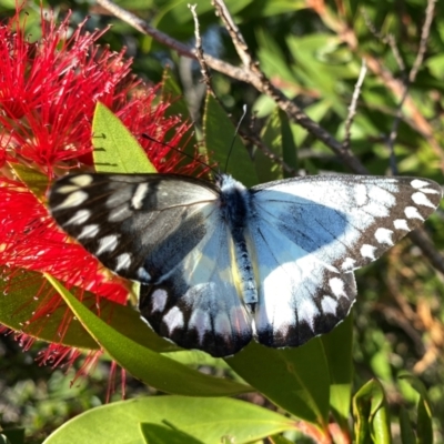 Delias aganippe (Spotted Jezebel) at Wandiyali-Environa Conservation Area - 30 Mar 2024 by Wandiyali