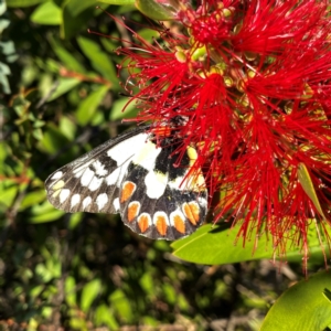 Delias aganippe at Wandiyali-Environa Conservation Area - suppressed