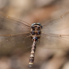 Adversaeschna brevistyla (Blue-spotted Hawker) at Carwoola, NSW - 14 Feb 2024 by KorinneM