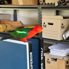 Alisterus scapularis (Australian King-Parrot) at QPRC LGA - 17 Dec 2022 by yellowboxwoodland