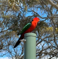 Alisterus scapularis at QPRC LGA - 18 Dec 2022