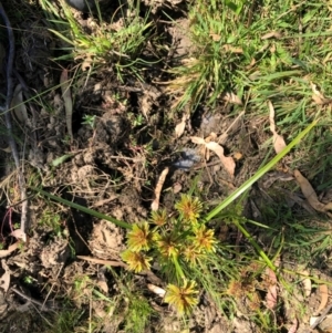 Cyperus eragrostis at QPRC LGA - 31 Mar 2024