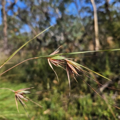 Themeda triandra (Kangaroo Grass) at Bombay, NSW - 31 Mar 2024 by MatthewFrawley
