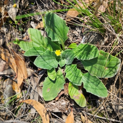 Cymbonotus sp. (preissianus or lawsonianus) (Bears Ears) at Bombay, NSW - 31 Mar 2024 by MatthewFrawley