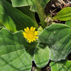 Cymbonotus sp. (preissianus or lawsonianus) at QPRC LGA - 31 Mar 2024