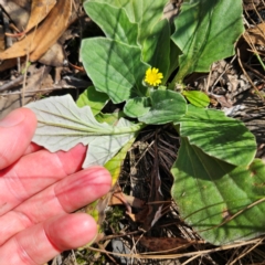 Cymbonotus sp. (preissianus or lawsonianus) at QPRC LGA - 31 Mar 2024