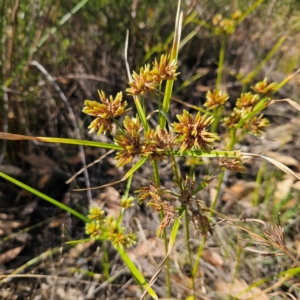 Cyperus eragrostis at QPRC LGA - 31 Mar 2024