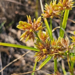 Cyperus eragrostis at QPRC LGA - 31 Mar 2024