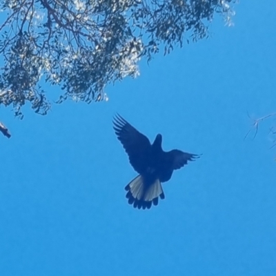 Zanda funerea (Yellow-tailed Black-Cockatoo) at QPRC LGA - 30 Mar 2024 by clarehoneydove