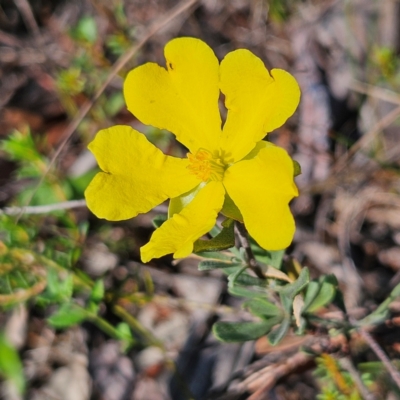 Hibbertia obtusifolia (Grey Guinea-flower) at Bombay, NSW - 31 Mar 2024 by MatthewFrawley