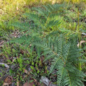 Pteridium esculentum at QPRC LGA - 31 Mar 2024 11:35 AM