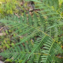 Pteridium esculentum at QPRC LGA - 31 Mar 2024 11:35 AM