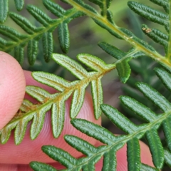 Pteridium esculentum at QPRC LGA - 31 Mar 2024 11:35 AM