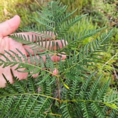 Pteridium esculentum at QPRC LGA - 31 Mar 2024 11:35 AM