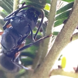 Polyrhachis sp. (genus) at ANBG - 30 Mar 2024 04:56 PM