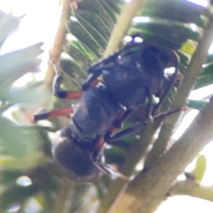 Polyrhachis sp. (genus) at ANBG - 30 Mar 2024 04:56 PM