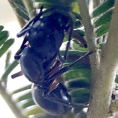 Polyrhachis sp. (genus) at ANBG - 30 Mar 2024