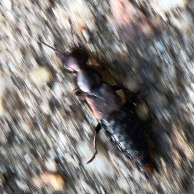 Antimerus punctipennis (A rove beetle) at Acton, ACT - 30 Mar 2024 by Hejor1