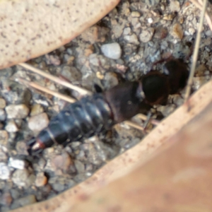 Antimerus punctipennis at ANBG - 30 Mar 2024 04:52 PM