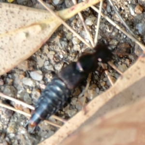 Antimerus punctipennis at ANBG - 30 Mar 2024 04:52 PM