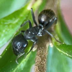 Camponotus aeneopilosus (A Golden-tailed sugar ant) at Acton, ACT - 30 Mar 2024 by Hejor1