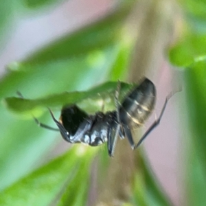 Camponotus aeneopilosus at ANBG - 30 Mar 2024