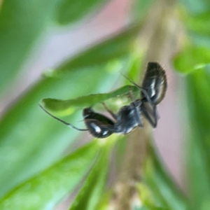 Camponotus aeneopilosus at ANBG - 30 Mar 2024