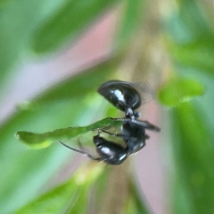 Camponotus aeneopilosus at ANBG - 30 Mar 2024