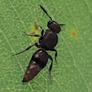 Mutillidae (family) at ANBG - 30 Mar 2024