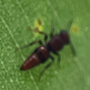 Mutillidae (family) at ANBG - 30 Mar 2024