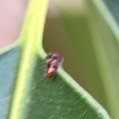 Mutillidae (family) at ANBG - 30 Mar 2024