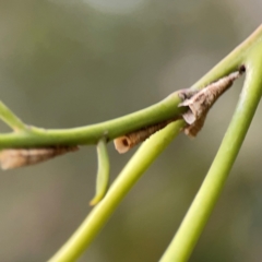 Chaetophyes compacta (Tube spittlebug) at Acton, ACT - 30 Mar 2024 by Hejor1