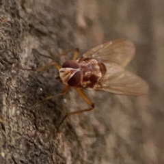 Tabanomorpha sp. (Parvorder) at ANBG - 30 Mar 2024