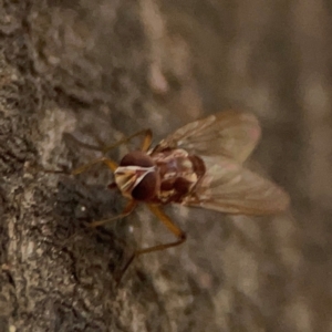 Tabanomorpha sp. (Parvorder) at ANBG - 30 Mar 2024