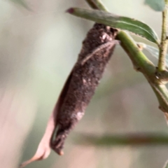 Psychidae (family) IMMATURE (Unidentified case moth or bagworm) at Acton, ACT - 30 Mar 2024 by Hejor1