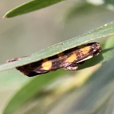 Asura (genus) (a Tiger moth) at Acton, ACT - 30 Mar 2024 by Hejor1
