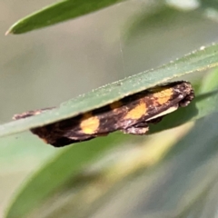 Asura (genus) (a Tiger moth) at ANBG - 30 Mar 2024 by Hejor1