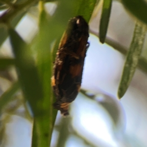 Asura (genus) at ANBG - 30 Mar 2024 04:38 PM