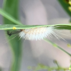 Lymantriinae (subfamily) (Unidentified tussock moths) at ANBG - 30 Mar 2024 by Hejor1