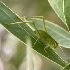 Caedicia simplex at ANBG - 30 Mar 2024