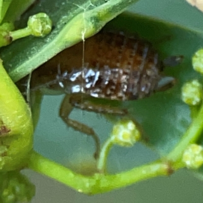 Unidentified Cockroach (Blattodea, several families) at Acton, ACT - 30 Mar 2024 by Hejor1