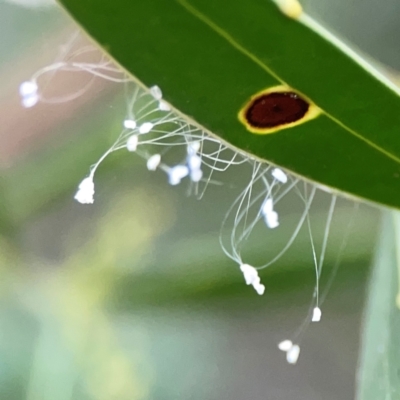 Neuroptera (order) (Unidentified lacewing) at Acton, ACT - 30 Mar 2024 by Hejor1