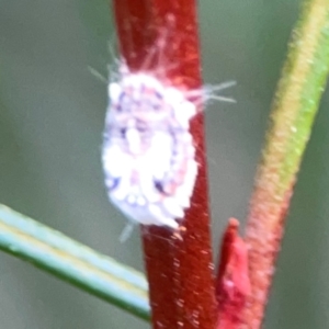 Icerya purchasi at ANBG - 30 Mar 2024