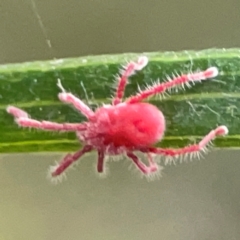 Trombidiidae (family) (Red velvet mite) at Acton, ACT - 30 Mar 2024 by Hejor1